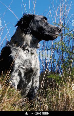 Cane sullo sguardo fuori. Foto Stock