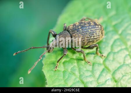 Otiorhynchus sulcatus, Vine Weevil adulto su primula foglia  Norfolk UK Foto Stock