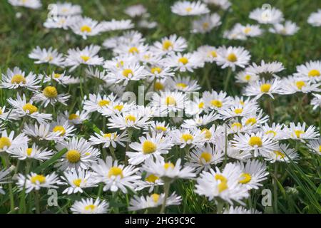 Bellis perennis, Daisy comune in Lawn  Norfolk UK Foto Stock