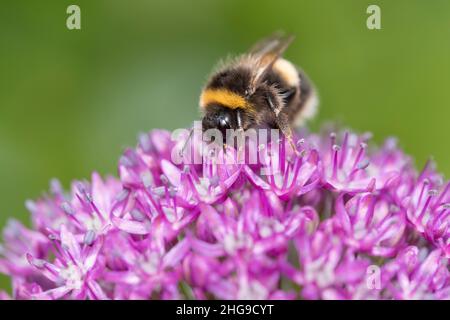 Bombus terrestris, Bumblebee con coda di bufo nectaring su fiori Allium  Norfolk UK Foto Stock