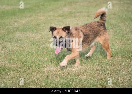Confine X Jack Russell Terrier  Norfolk UK Foto Stock