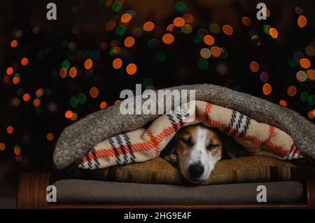 Gli animali domestici di età superiore assaporano un lungo pisolino pomeridiano la sera vicino all'albero di natale sotto la coperta. Foto Stock