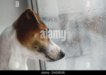 Il cane triste è sdraiato sulla finestra e in attesa del proprietario. Foto Stock