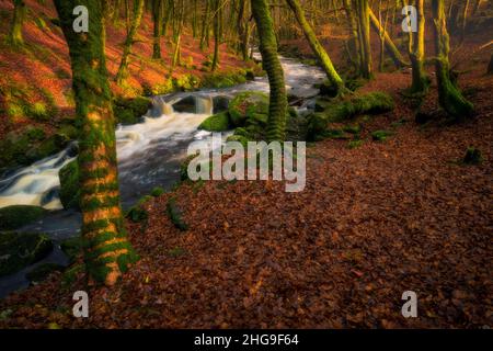 Simboli celtici nella foresta magica, Irlanda Foto Stock