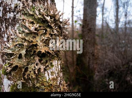 Lobaria pulmonaria, o Lungwort della quercia che cresce nella copertura, Drumnadrochit. Si ritiene che questo lichen abbia proprietà medicinali per le condizioni polmonari in Foto Stock