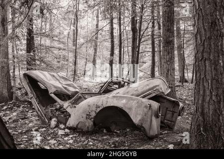 Questo camion vecchio del forlorn Ford siede in profondità nei boschi su una proprietà di fiducia di terra che spesso camminano con il mio cane nella contea rurale della porta Wisconsin. Foto Stock