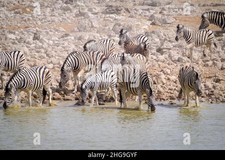 La mandria di zebra di Burchell (Equus quagga burchellii) viene in un pozzo. Parco Nazionale di Etosha, Namibia, Africa Foto Stock