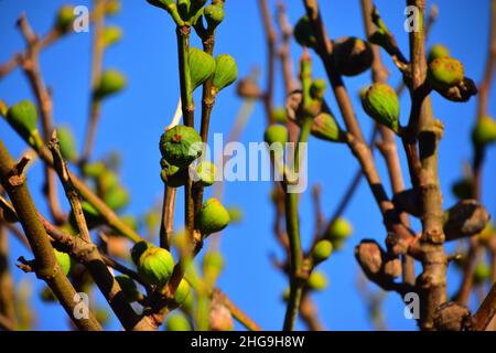 Fichi, albero di Fig, Hebden Bridge Little Theatre Garden, Calderdale, West Yorkshire Foto Stock