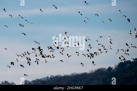 A sono gregge di falde che volano su terreni agricoli, Ridley, Cheshire, Regno Unito. Foto Stock