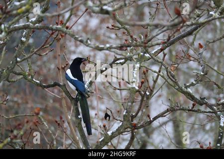 Pica pica, Magpie seduta su un ramo in inverno Foto Stock