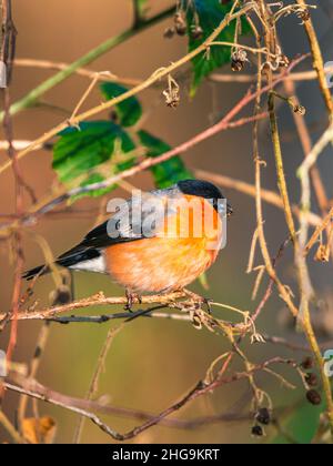 Bullfinch eurasiatico, Bullfinch comune, Bullfinch, Pirrhula pirrhula in inverno Foto Stock