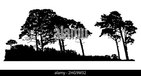 Silhouette di alberi isolata su sfondo bianco. Paesaggio di pino. Foresta di conifere. Grove con gruppo di alberi e silhouette in erba. Illustrazione vettoriale Illustrazione Vettoriale