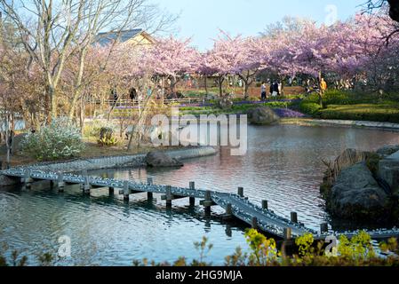 In fiore sakura alberi nel parco di fiori di Nabana no Sato. Persone che camminano vicino al laghetto. Primavera in Giappone. Foto Stock