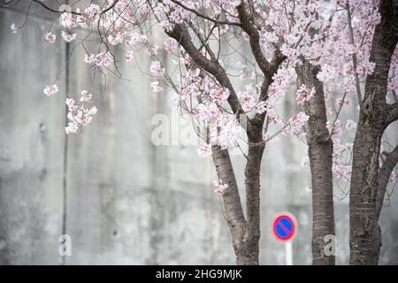 Rosa fiorente, sakura, albero in fiore di ciliegio con un cartello stradale senza attesa e muro di cemento sullo sfondo. Foto Stock