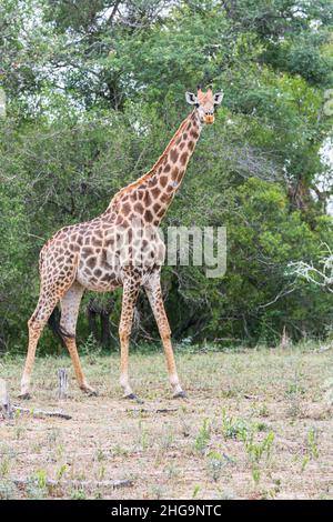 Giraffa in cespugli in Sudafrica. Animale selvatico in ambiente naturale. Protezione della natura. Conservazione. Parco Nazionale di Kruger. Safari. Riserva di gioco Foto Stock