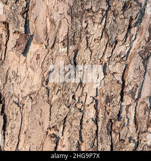 La corteccia di un vecchio albero è un primo piano in luce solare. Sfondo naturale. Foto Stock