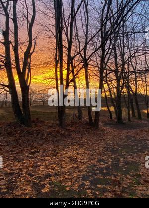 Bellissimo tramonto dietro gli alberi sulla brughiera Foto Stock