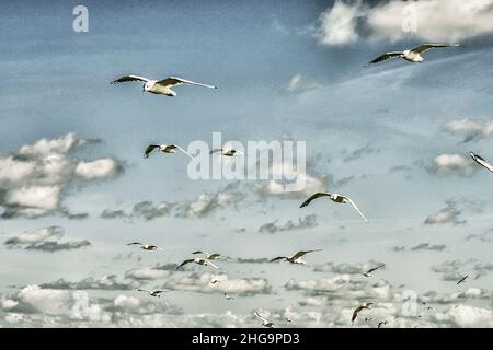 Gabbiani in volo in un cielo blu Foto Stock