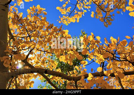 Golden aspens in autunno luce del sole sotto un cielo blu Foto Stock