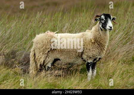 Primo piano di un Swaledale Ewe o pecora femminile in estate. Di fronte e sorgeva nell'habitat naturale delle brughiera. Le pecore di Swaledale sono una razza nativa di NOR Foto Stock