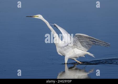Grande aigrette plumage nuptial, la Bassée, saint firmin, le crotoy, Foto Stock