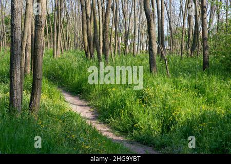 Soleggiato sentiero stretto tra gli alberi in una foresta di primavera - paesaggio primaverile Foto Stock