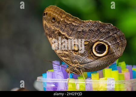 Farfalla gigante del gufo (Caligo memnon - Caligo Eurilochus) vista nella zona di alimentazione. Konya Tropical Butterfly Valley, Turchia Foto Stock