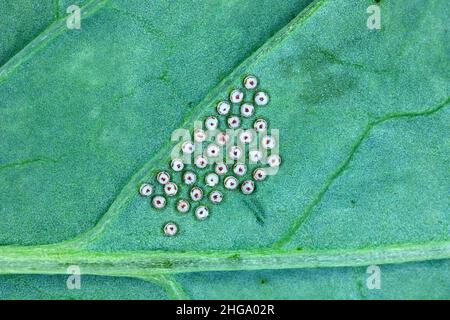 Uova di Turnip moth - Agrotis segetum - Owlet moth - Noctuidae sotto la foglia. I bruchi di questo insetto sono pesti di raccolti vari. Foto Stock