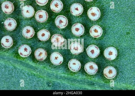 Uova di Turnip moth - Agrotis segetum - Owlet moth - Noctuidae sotto la foglia. I bruchi di questo insetto sono pesti di raccolti vari. Foto Stock