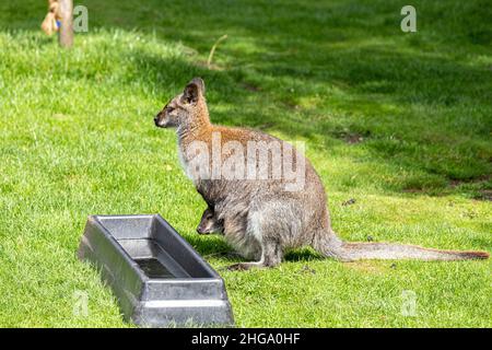 Un canguro con un joey nella sua custodia allo Yorkshire Wildlife Park vicino a Doncaster, South Yorkshire UK Foto Stock