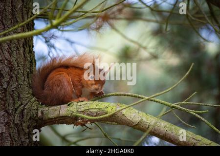 Uno scoiattolo rosso al Pow Hill Country Park tra il Derwent Reservoir e il villaggio di Edmundbyers in Northumberland, Inghilterra, Regno Unito Foto Stock