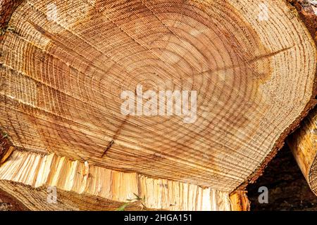 Anelli concentrici di data su un ceppo di legno di resinosi segato nella Foresta di Dean vicino Cannop, Coleford, Gloucestershire.UK Foto Stock