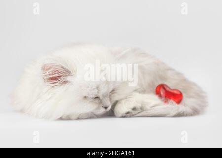 Gattino carino con sonno a cuore rosso. Regalo per San Valentino, sfondo rosso. Love, 14 febbraio Foto Stock