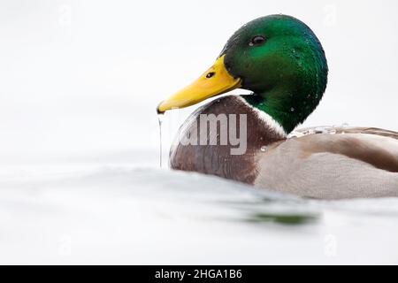 Un maschio di Mallard anatra (Anas platyrhynchos) bere e preening in un laghetto poco profondo. Foto Stock