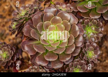 Primo piano della pianta succulenta Aeonium arboreum, piante subtropicali della famiglia Crassulaceae. Foglie concentriche marrone e verde. Conosciuto come Ros Irlandese Foto Stock