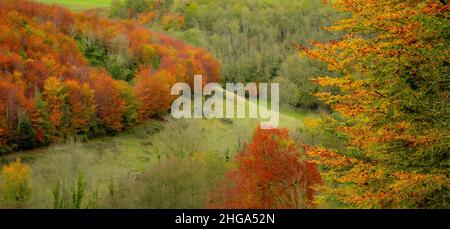 Viste elevate di Arundel Park, West Sussex in autunno Foto Stock