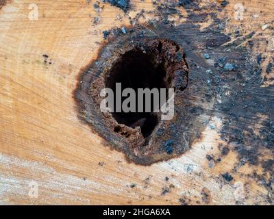 Sezione trasversale di un tronco di albero cavo Foto Stock