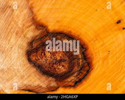 Sezione trasversale di un tronco di albero malato cavo Foto Stock
