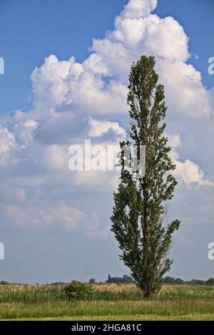 Pioppo solitario a Illmitz in Burgenland,Austria,Europa Foto Stock
