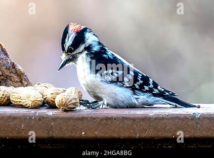Woodpecker studia un mucchio di arachidi sul ponte Foto Stock