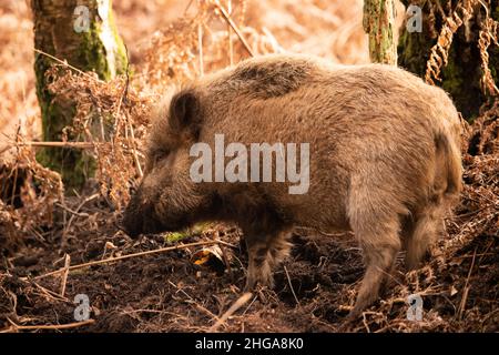 Cinghiale, Sus scrofa, alla ricerca di cibo nel bosco, Foresta di Dean, Gloucestershire, Regno Unito Foto Stock
