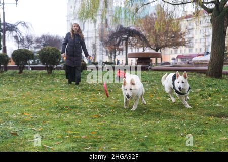 Una donna sta addestrando i suoi due cani carini White Swiss Shepherds all'aperto nel parco della città. Foto Stock