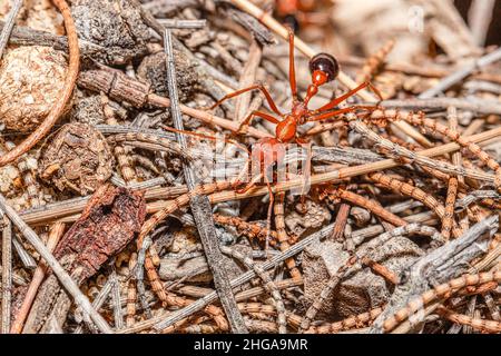 Primo piano di un toro gigante australiano ANT, mirmecia gratiosa, con occhi e mandibole a fuoco che camminano su ramoscelli giacenti sul fondo alla ricerca di un tappeto utile Foto Stock