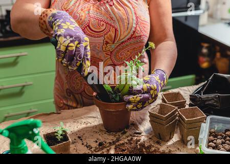 Gardening. Vasi di argilla ricoperti di muschio Vesti una pentola