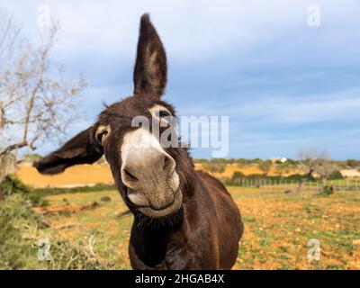 Asino a Maiorca, Maiorca, Isole Baleari, Spagna Foto Stock