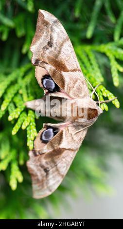 La falena Shaggy con gli occhi si siede su thuja branches macro fotografia. Una pelosa falena notturna si sta nascondendo nel giardino addensa da vicino. Un'immagine rappresentata di un bu Foto Stock