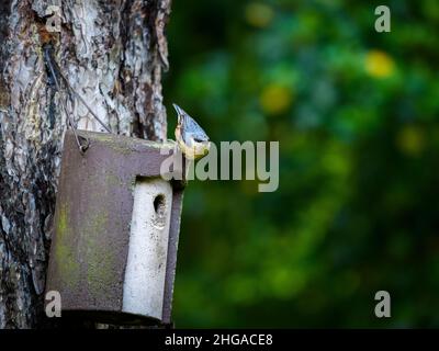 Primo piano di un singolo, piccolo nuthatch (uccello da giardino) aggrappato alla scatola di nido di albero-appeso dal foro di entrata (occhio-striscia & becco) - Yorkshire occidentale, Inghilterra, Regno Unito. Foto Stock