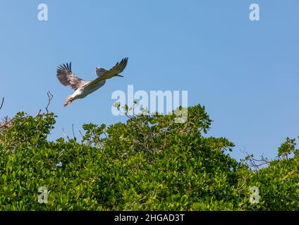 Nido Pelican nella mangrovia, provincia di Jazan, Farasan, Arabia Saudita Foto Stock