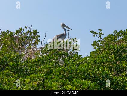 Nido Pelican nella mangrovia, provincia di Jazan, Farasan, Arabia Saudita Foto Stock