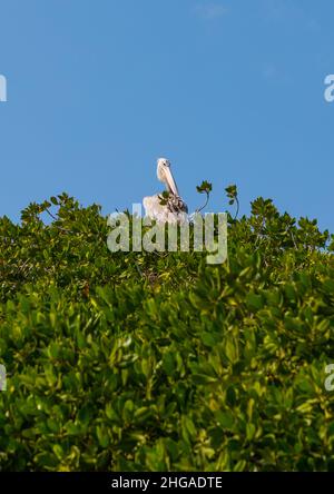 Nido Pelican nella mangrovia, provincia di Jazan, Farasan, Arabia Saudita Foto Stock